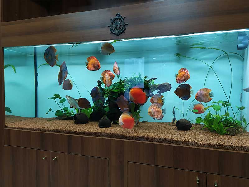Özel Discus Akvaryumu